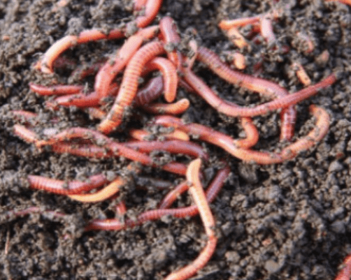 200+ Trắc nghiệm Dinh dưỡng và thức ăn thủy sản (có đáp án)