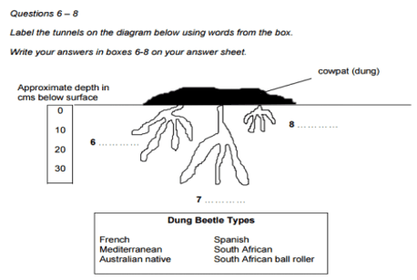 Cách chinh phục dạng bài Diagram Completion trong bài thi IELTS Reading