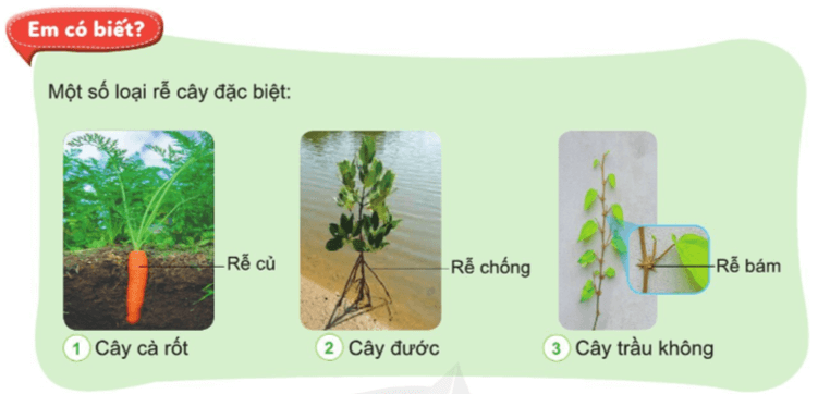 Tự nhiên xã hội lớp 3 Cánh diều Bài 12 trang 62 Câu hỏi