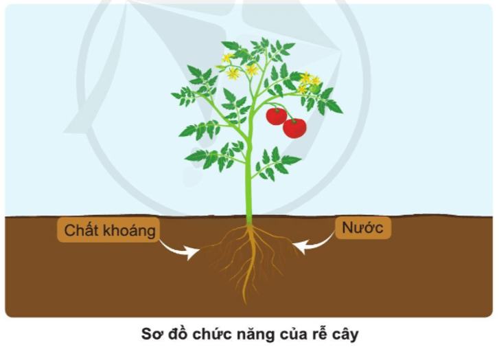 Tự nhiên xã hội lớp 3 Cánh diều Bài 12 trang 63 Quan sát