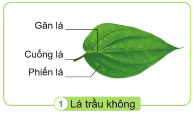 Tự nhiên xã hội lớp 3 Bài 12 trang 67 Quan sát | Cánh diều