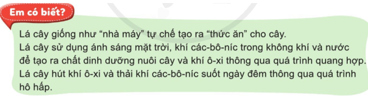 Tự nhiên xã hội lớp 3 Cánh diều Bài 12 trang 68 Quan sát