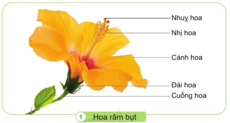 Tự nhiên xã hội lớp 3 Cánh diều Bài 12 trang 69 Quan sát