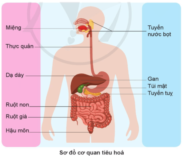 Tự nhiên xã hội lớp 3 Bài 15 trang 82 Quan sát | Cánh diều