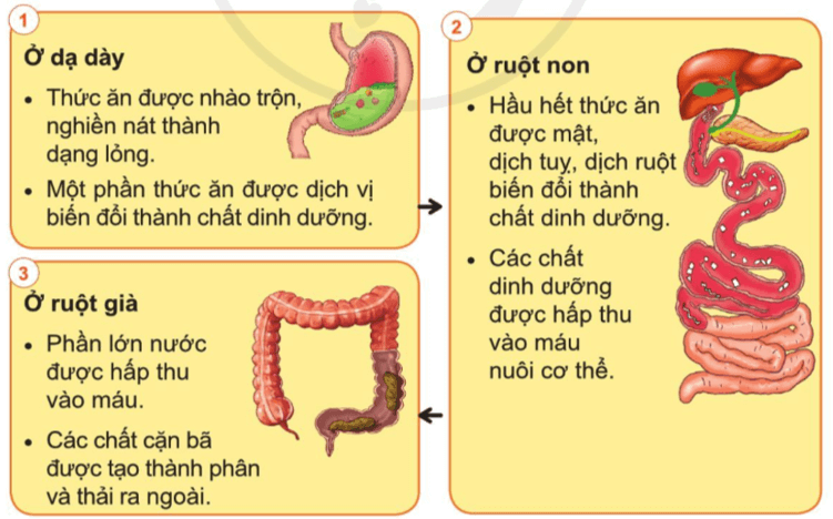 Tự nhiên xã hội lớp 3 Cánh diều Bài 15 trang 85 Quan sát