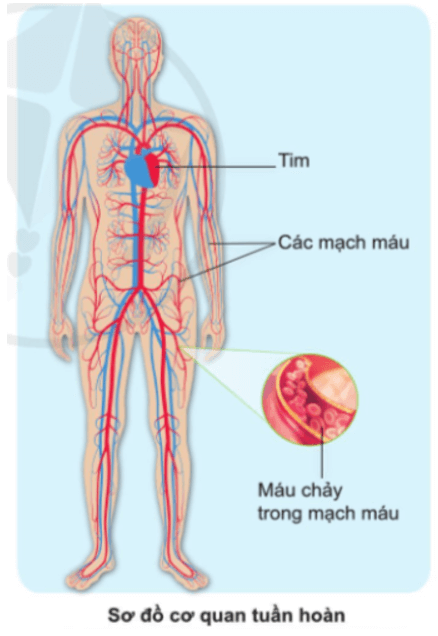 Tự nhiên xã hội lớp 3 Cánh diều Bài 16 trang 88 Quan sát