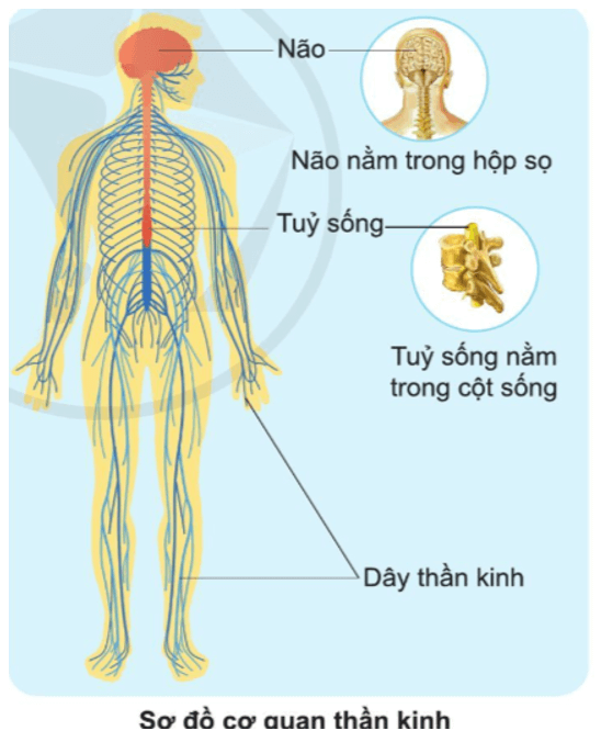 Tự nhiên xã hội lớp 3 Cánh diều Bài 17 trang 93 Quan sát