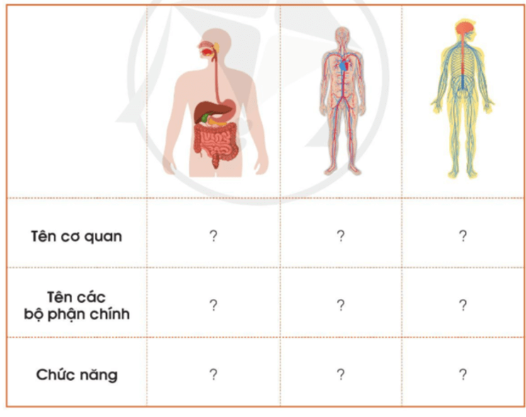 Tự nhiên xã hội lớp 3 Ôn tập trang 105 Thực hành | Cánh diều