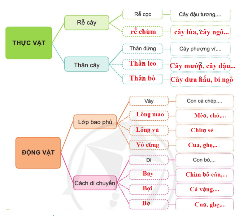 Tự nhiên xã hội lớp 3 Cánh diều Ôn tập trang 80 Thực hành