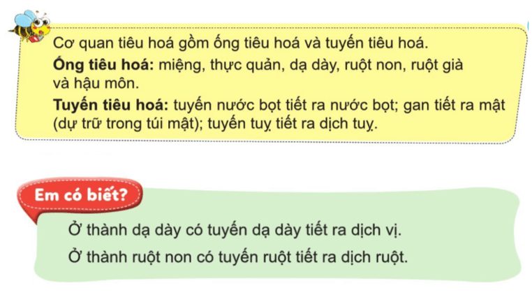 Tự nhiên xã hội lớp 3 Cánh diều Bài 15 trang 84 Trò chơi