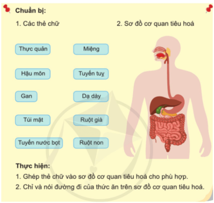 Tự nhiên xã hội lớp 3 Bài 15 trang 84 Trò chơi | Cánh diều