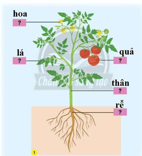 Tự nhiên xã hội lớp 3 Bài 19 trang 80 Câu 1