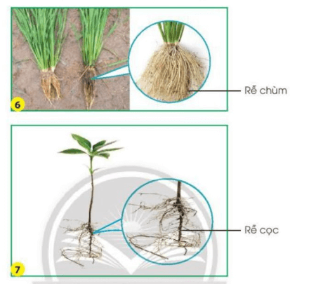 Tự nhiên xã hội lớp 3 Bài 15 trang 66 Nhận thức