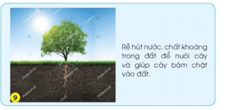 Tự nhiên xã hội lớp 3 Bài 15 trang 67 Nhận thức