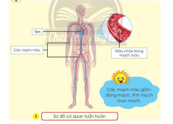 Tự nhiên xã hội lớp 3 Bài 21 trang 90 Nhận thức