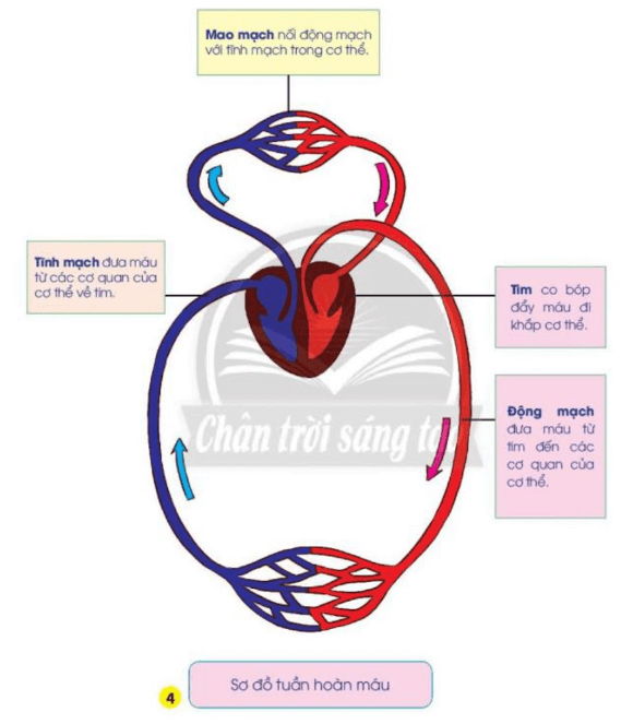 Tự nhiên xã hội lớp 3 Bài 21 trang 92 Nhận thức