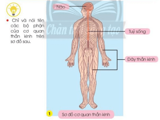 Tự nhiên xã hội lớp 3 Bài 22 trang 96, 97 Nhận thức