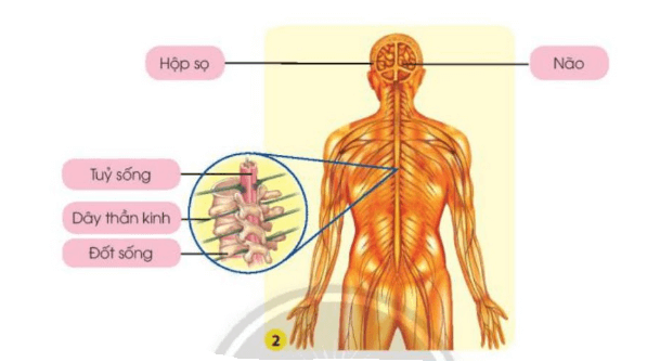 Tự nhiên xã hội lớp 3 Bài 22 trang 96, 97 Nhận thức