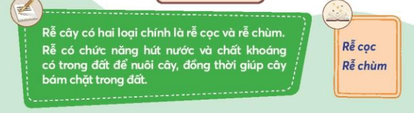 Tự nhiên xã hội lớp 3 Bài 15 trang 67 Vận dụng