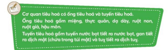 Tự nhiên xã hội lớp 3 Bài 20 trang 85  Vận dụng