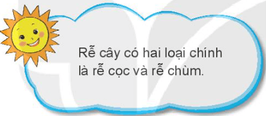 Tự nhiên xã hội lớp 3 Bài 13 trang 54, 55 Khám phá - Kết nối tri thức