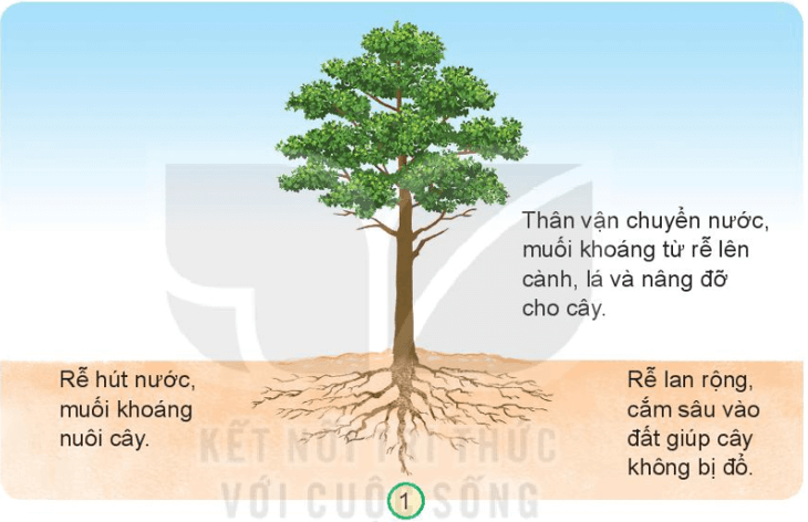 Tự nhiên xã hội lớp 3 Bài 14 trang 60 Khám phá