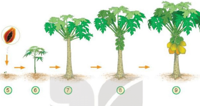 Tự nhiên xã hội lớp 3 Bài 14 trang 62 Khám phá