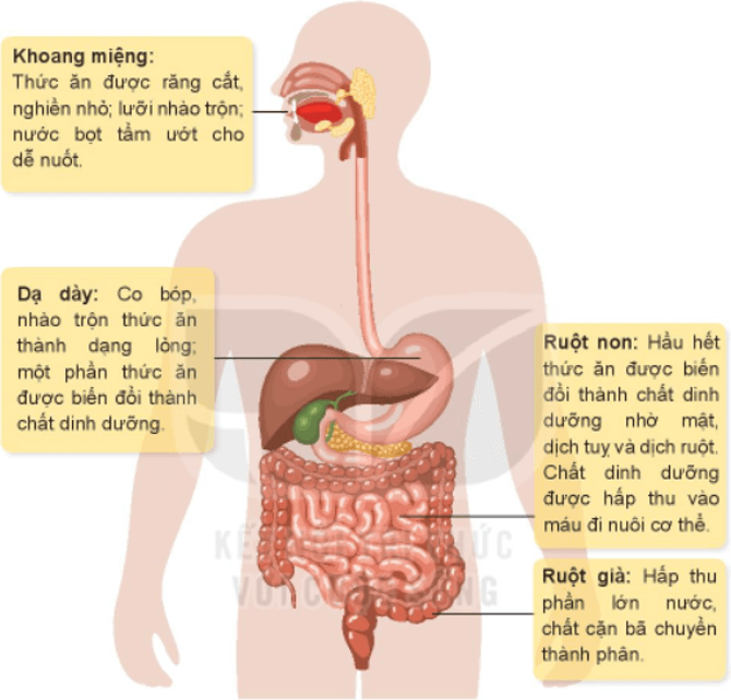 Tự nhiên xã hội lớp 3 Bài 18 trang 76 Khám phá