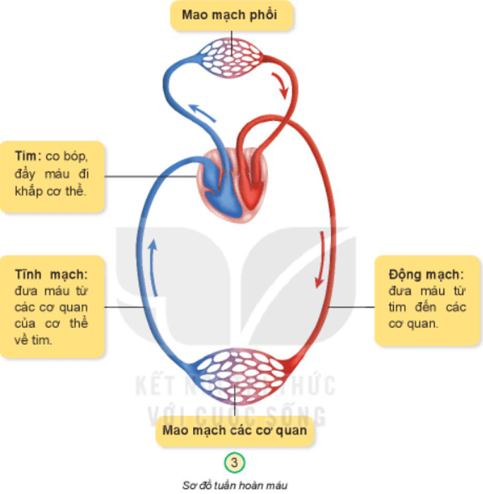 Tự nhiên xã hội lớp 3 Bài 20 trang 84 Thực hành - Kết nối tri thức