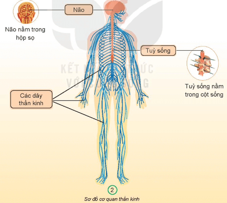 Tự nhiên xã hội lớp 3 Bài 22 trang 90, 91 Khám phá - Kết nối tri thức