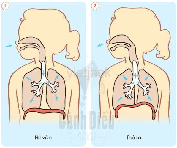 Bài 16: Cơ quan hô hấp hay nhất