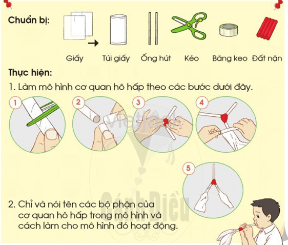 Bài 16: Cơ quan hô hấp hay nhất