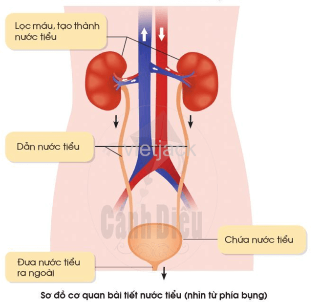 Bài 18: Cơ quan bài tiét nước tiểu phòng tránh bệnh sỏi thận hay nhất