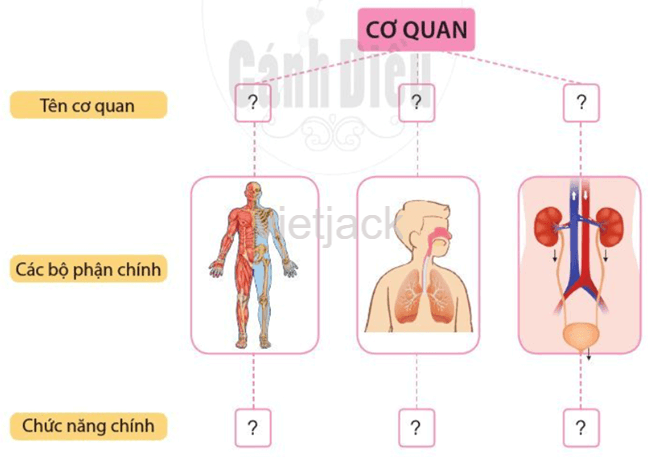 Ôn tập và đánh giá - Chủ đề Cơ quan vận động hay nhất