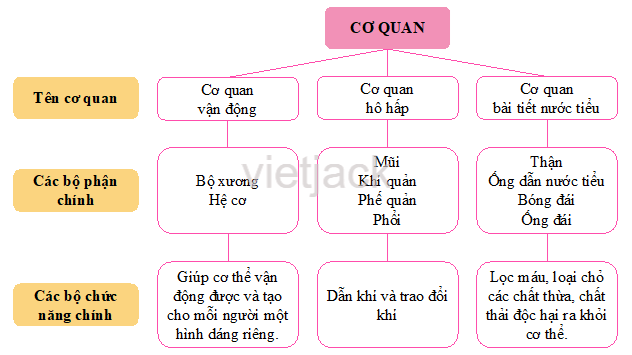 Ôn tập và đánh giá - Chủ đề Cơ quan vận động hay nhất