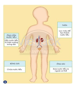 Bài 23: Cơ quan bài tiết nước tiểu