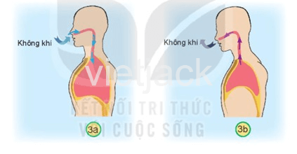 Bài 23: Tìm hiểu cơ quan hô hấp