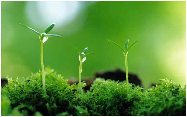 9+ Đoạn văn nghị luận xã hội về hy vọng (siêu hay) (ảnh 1)