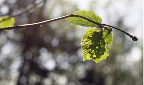 9+ Đoạn văn nghị luận xã hội về lá lành đùm lá rách (siêu hay) (ảnh 1)