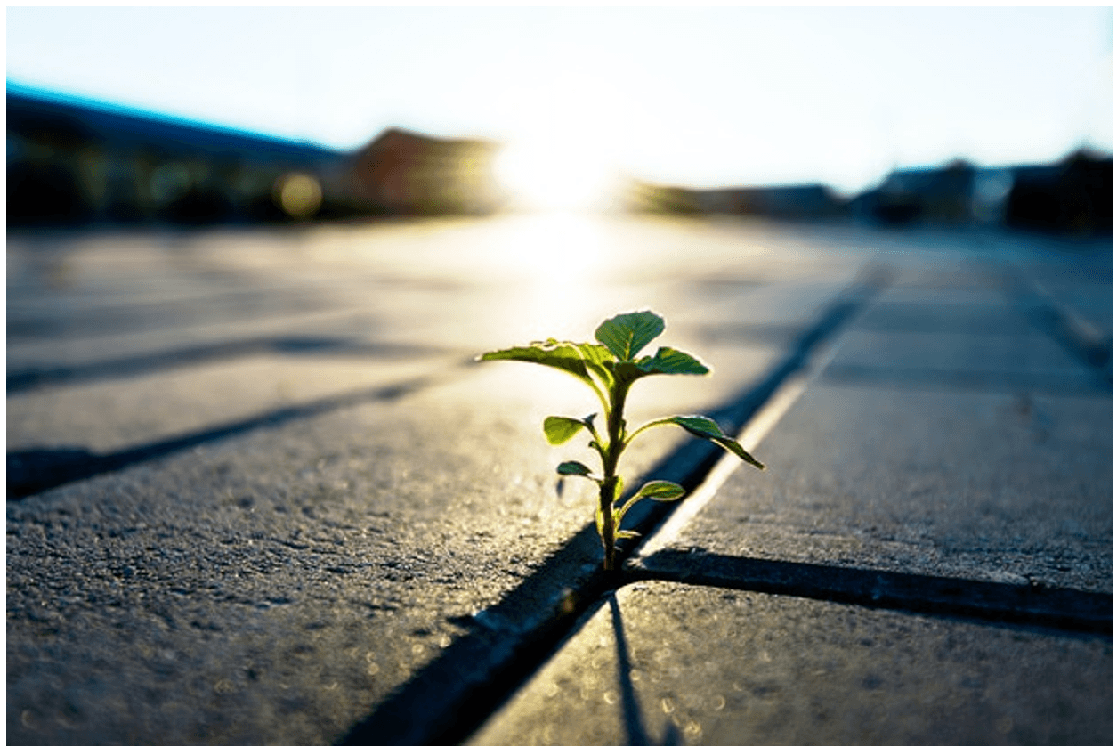 Đoạn văn nghị luận xã hội về vượt qua nghịch cảnh