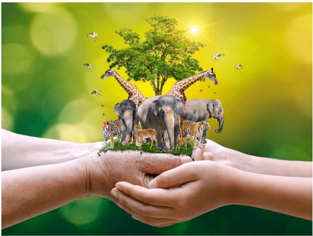 Đoạn văn nghị luận xã hội về yêu thương động vật