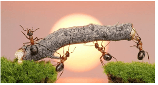 10+ Nghị luận xã hội sự chăm chỉ (siêu hay)