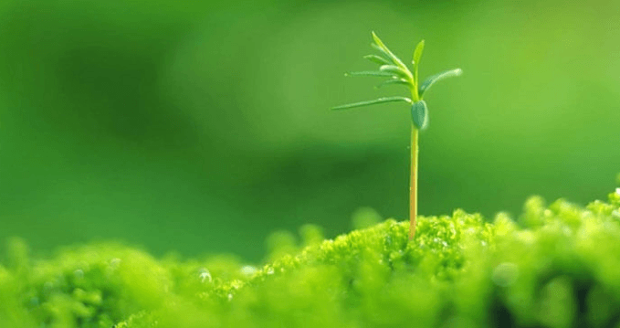 8+ Đoạn văn nghị luận xã hội về Cây ngay không sợ chết đứng (siêu hay)