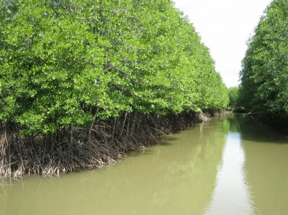 Tác phẩm Bắt sấu rừng U Minh Hạ của Sơn Nam