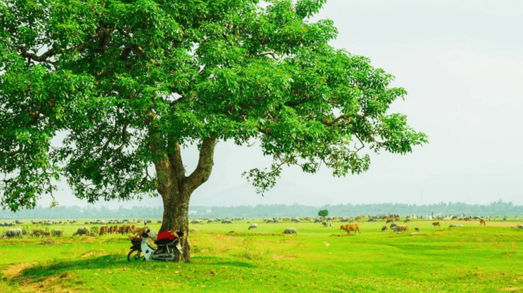 Văn mẫu lớp 5 | Tập làm văn lớp 5