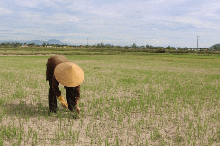 Văn mẫu lớp 5 | Tập làm văn lớp 5