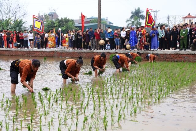 10+ Đoạn văn trình bày lễ hội về cây lúa (siêu hay)