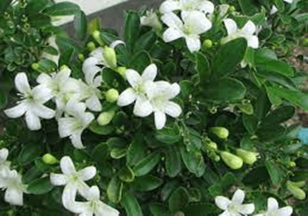 10+ Đoạn văn tả cây nguyệt quế lớp 4 (điểm cao)