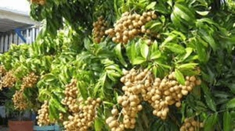 15 Đoạn văn tả cây nhãn lớp 2 (điểm cao)