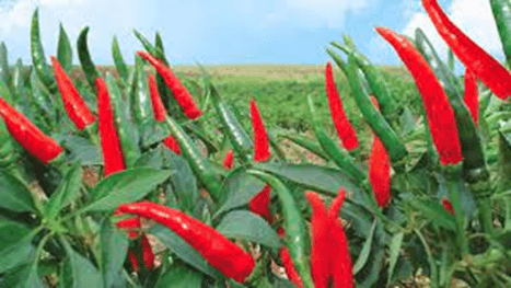 15 Đoạn văn tả cây ớt lớp 2 (điểm cao)